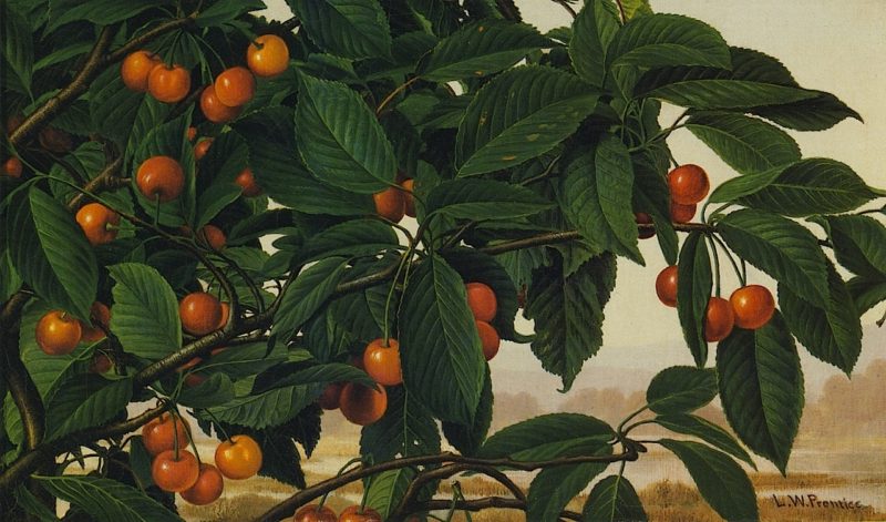 Cherries on a Bough | Levi Wells Prentice | oil painting