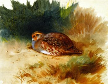 A Young Partridge | Archibald Thornburn | oil painting