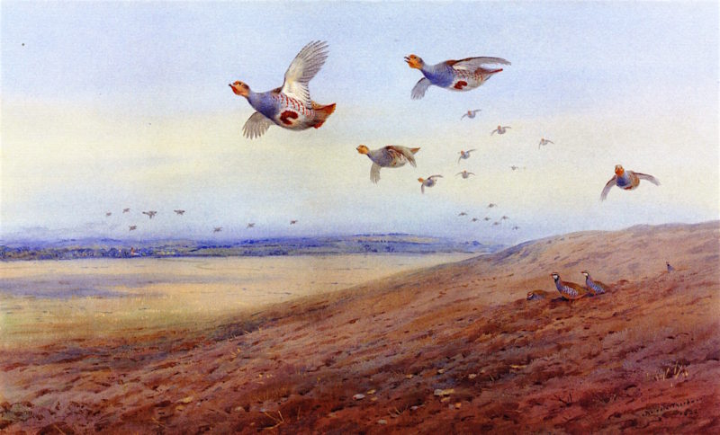 English Partridge in Flight