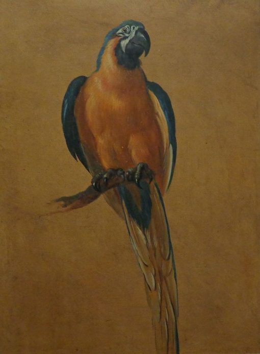 Study of a Parrot | Jean Baptiste Oudry | Oil Painting