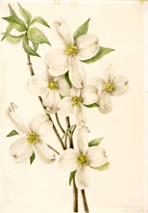 Flowering Dogwood (Cornus florida) | Mary Vaux Walcott | Oil Painting