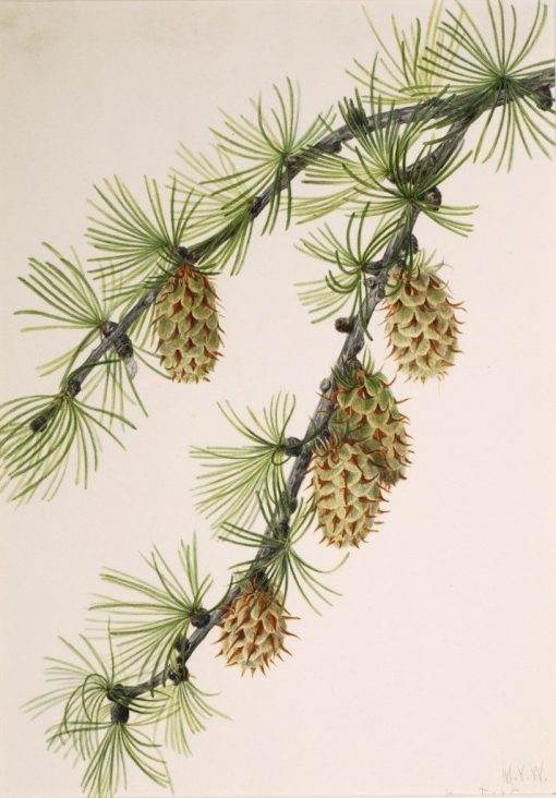 Western Larch (Larix occidentalis) | Mary Vaux Walcott | Oil Painting