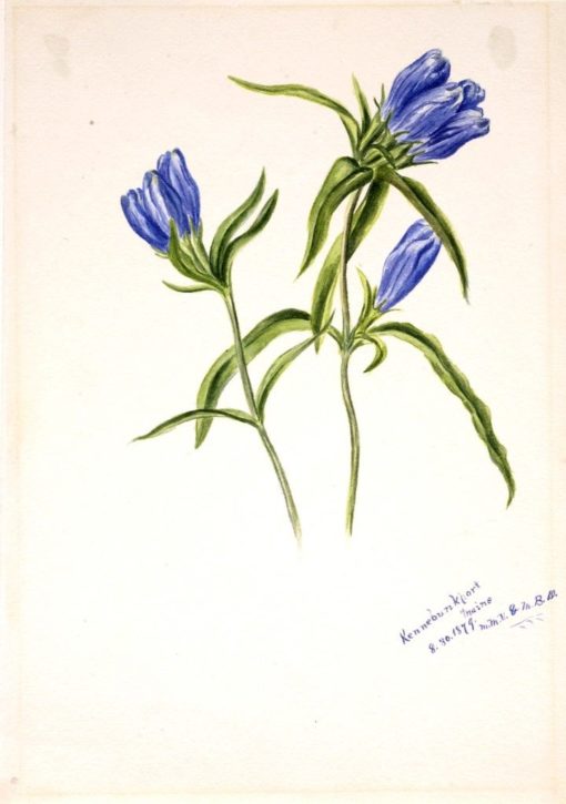 Closed Gentian (Gentiana andrewskii) | Mary Vaux Walcott | Oil Painting