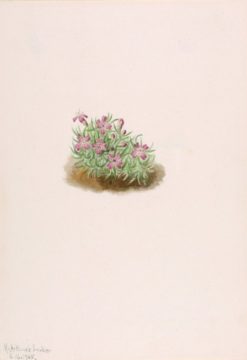 Carpet Pink (Silene acaulis) | Mary Vaux Walcott | Oil Painting