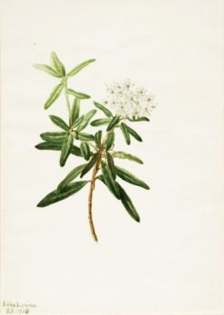 Labrador Tea (Ledum groenlandicum) | Mary Vaux Walcott | Oil Painting