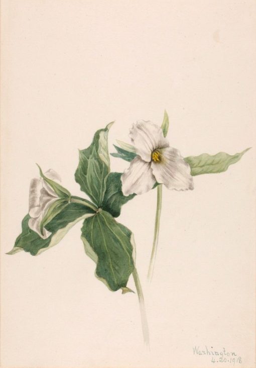 Wake-Robin (Trillium grandiflorum) | Mary Vaux Walcott | Oil Painting