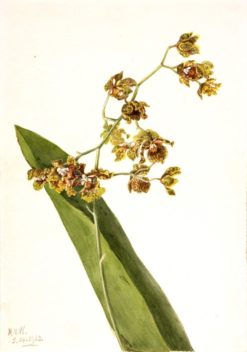 Spotted Cyrtopodium (Cyrtopodium punctatum) | Mary Vaux Walcott | Oil Painting