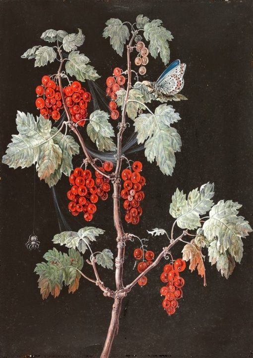 Red Currants | Barbara Regina Dietzsch | Oil Painting