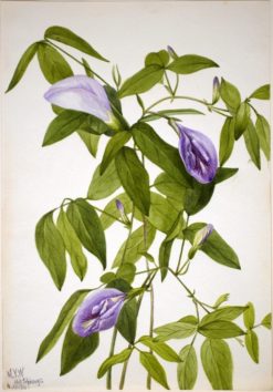 Butterfly Pea (Clitoria mariana) | Mary Vaux Walcott | Oil Painting